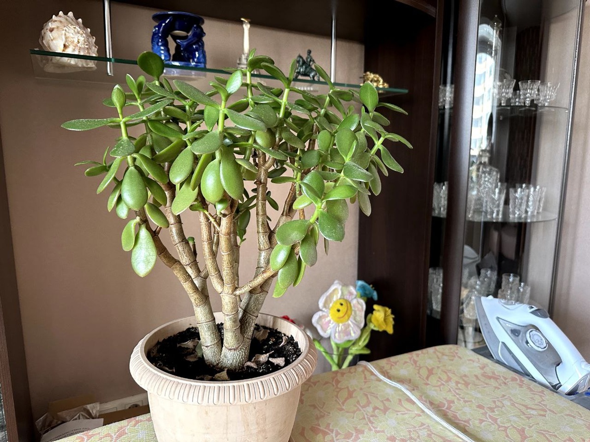 Древо раздора на одном из сайтов, где удалось узреть необычные диалоги, о которых речь пойдет дальше