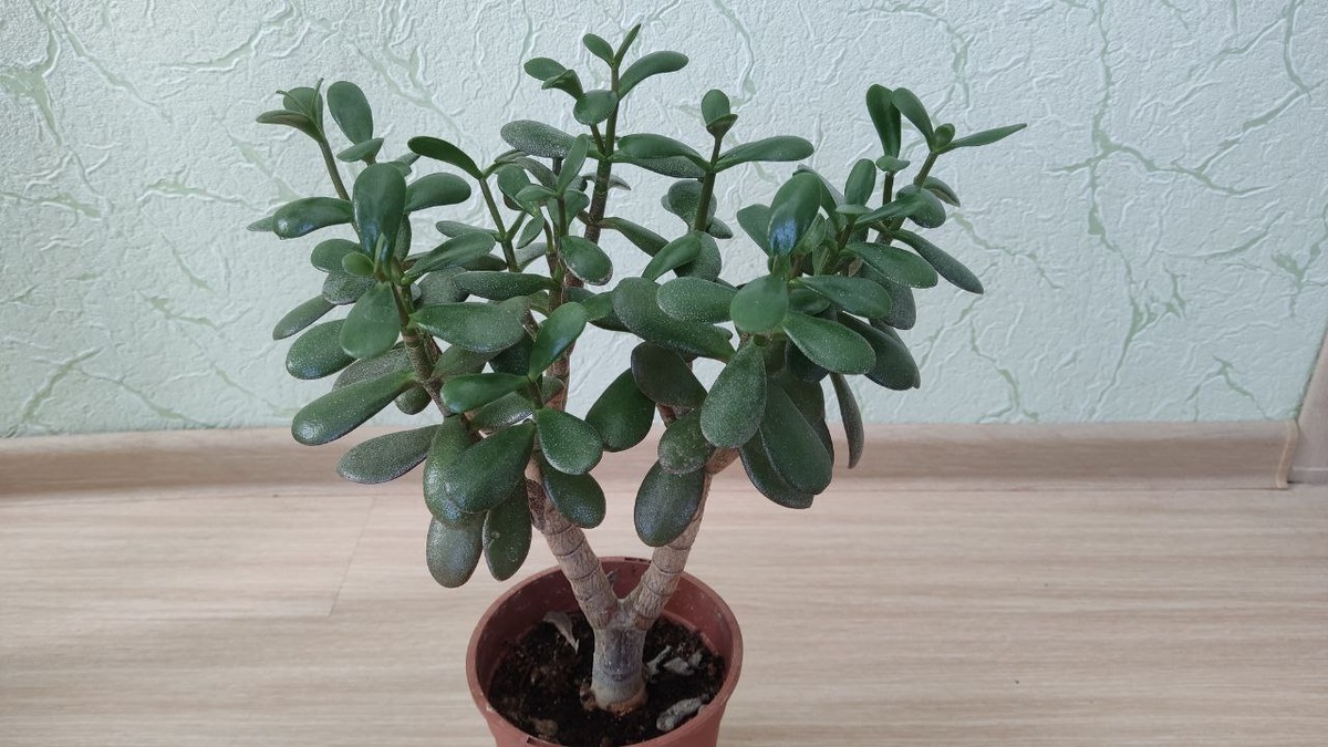 Готовим взрослые деревья к активации денежного потока