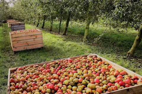 Вот в такие контейнеры мы пересыпали снятые с яблонь плоды из вёдер