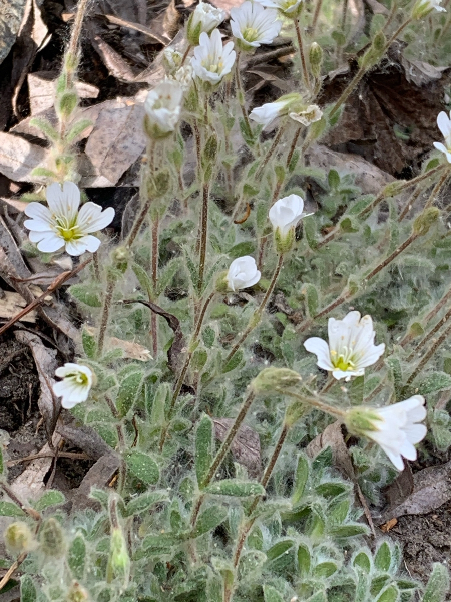 Ясколка. 15+ семян 80руб