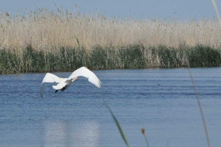   Редкие формы водорослей обнаружены в Светлинском заказнике Андрей Севостьянов