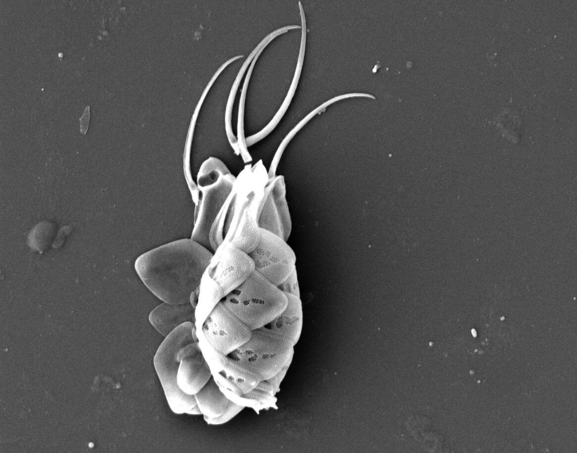    Редкие формы водорослей обнаружены в Светлинском заказнике Андрей Севостьянов
