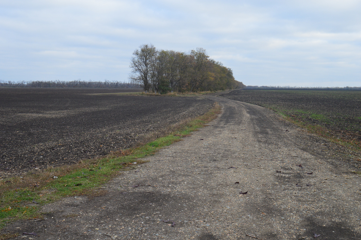 Фото автора. Ноябрь 2024. Опустели поля агрофирмы. Осень однако!
