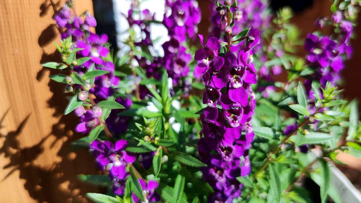 Ангелония узколистная ‘Serenita Purple’