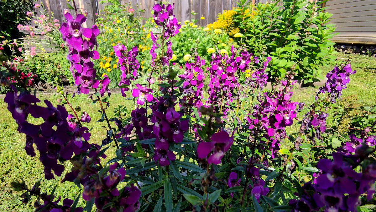 Ангелония узколистная ‘Serenita Purple’