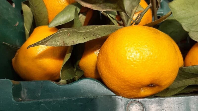     Цитрусовые. altapress.ru