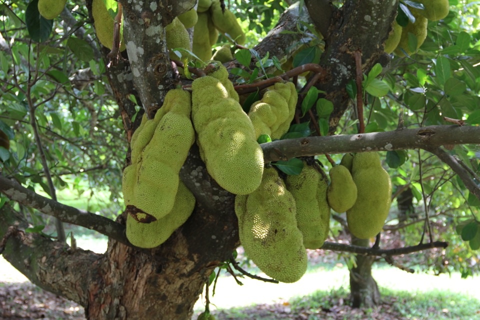 Фото: Treeworld Wholesale / Wikimedia Commons
