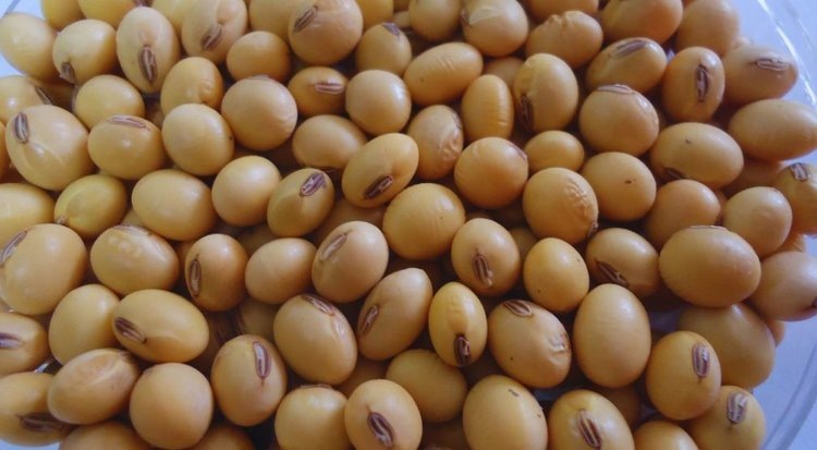    В рамках соевой программы Аргентины по поддержке сои без ГМО представили два новых сорта