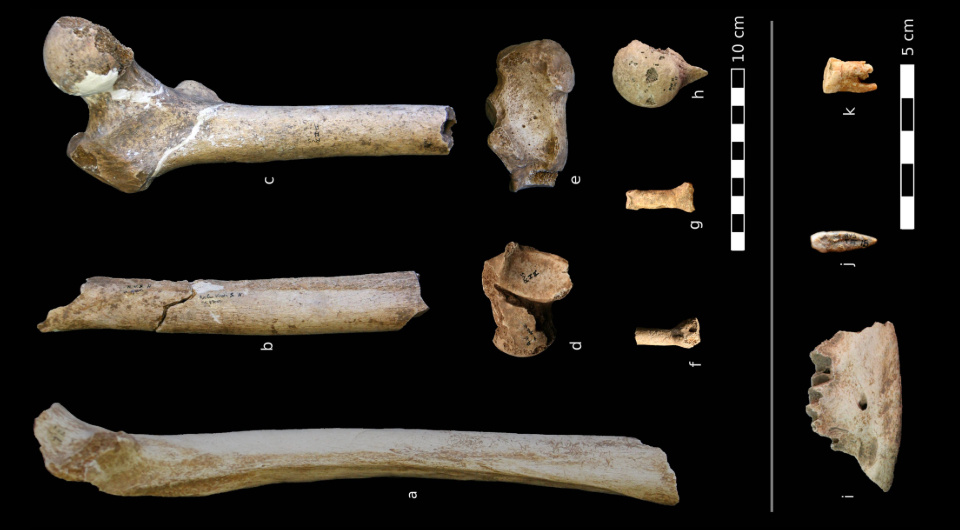   Joaquim Soler et al. / Journal of Human Evolution, 2024