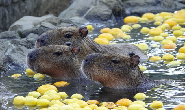 Из свободных источников сети Интернет Капибары 