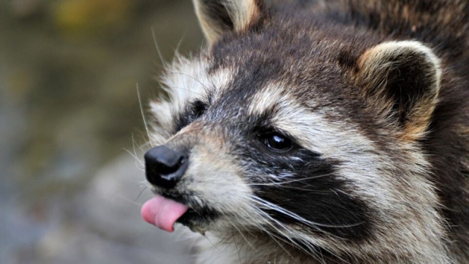    Енот. Зоопарк. Источник: Толк