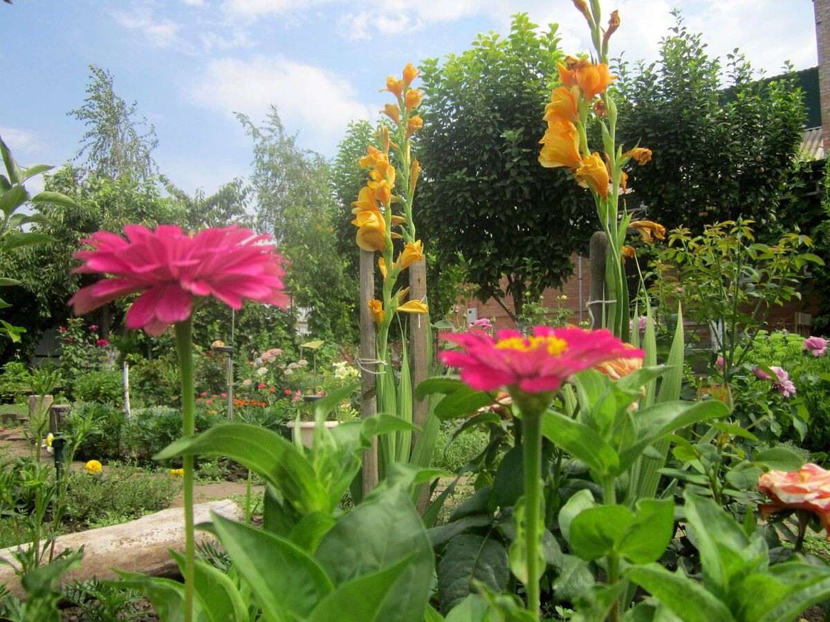 Собственное фото автора. В цветнике моём лето. Просто любуйтесь!