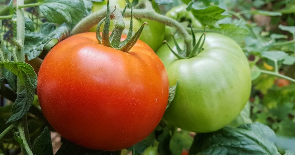 Помидоры для ленивых