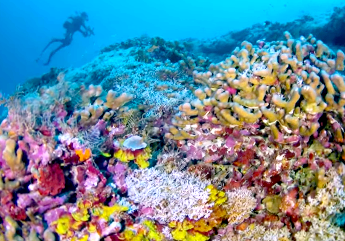 Фото: ABC News/YouTube