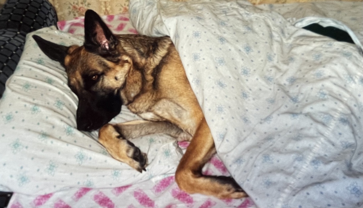 Моя самая большая любовь и гордость. Моя Ирма. Рассказ про неё в закрепленных. 