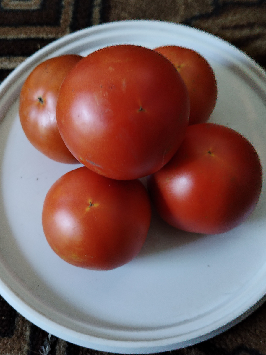 Урожайный Засолочный