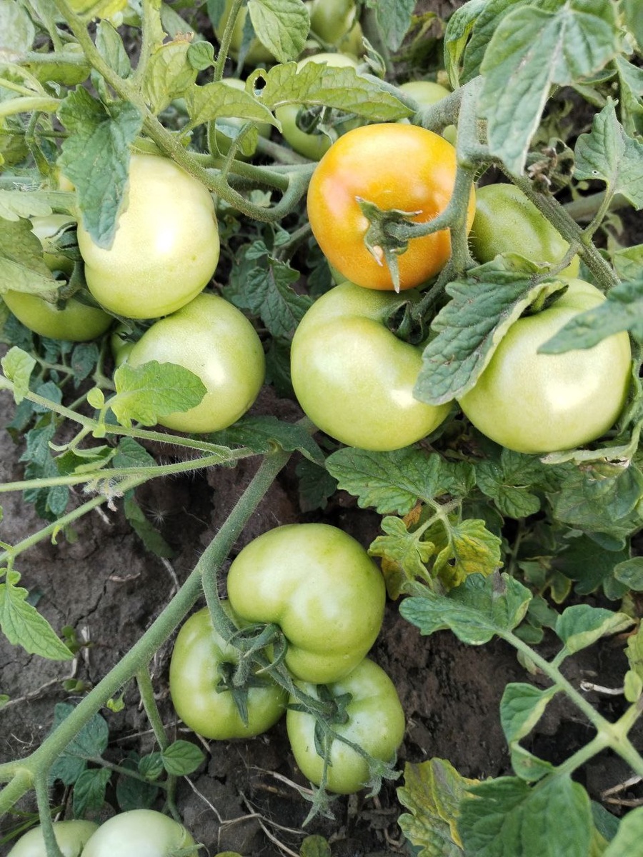 Урожайный засолочный