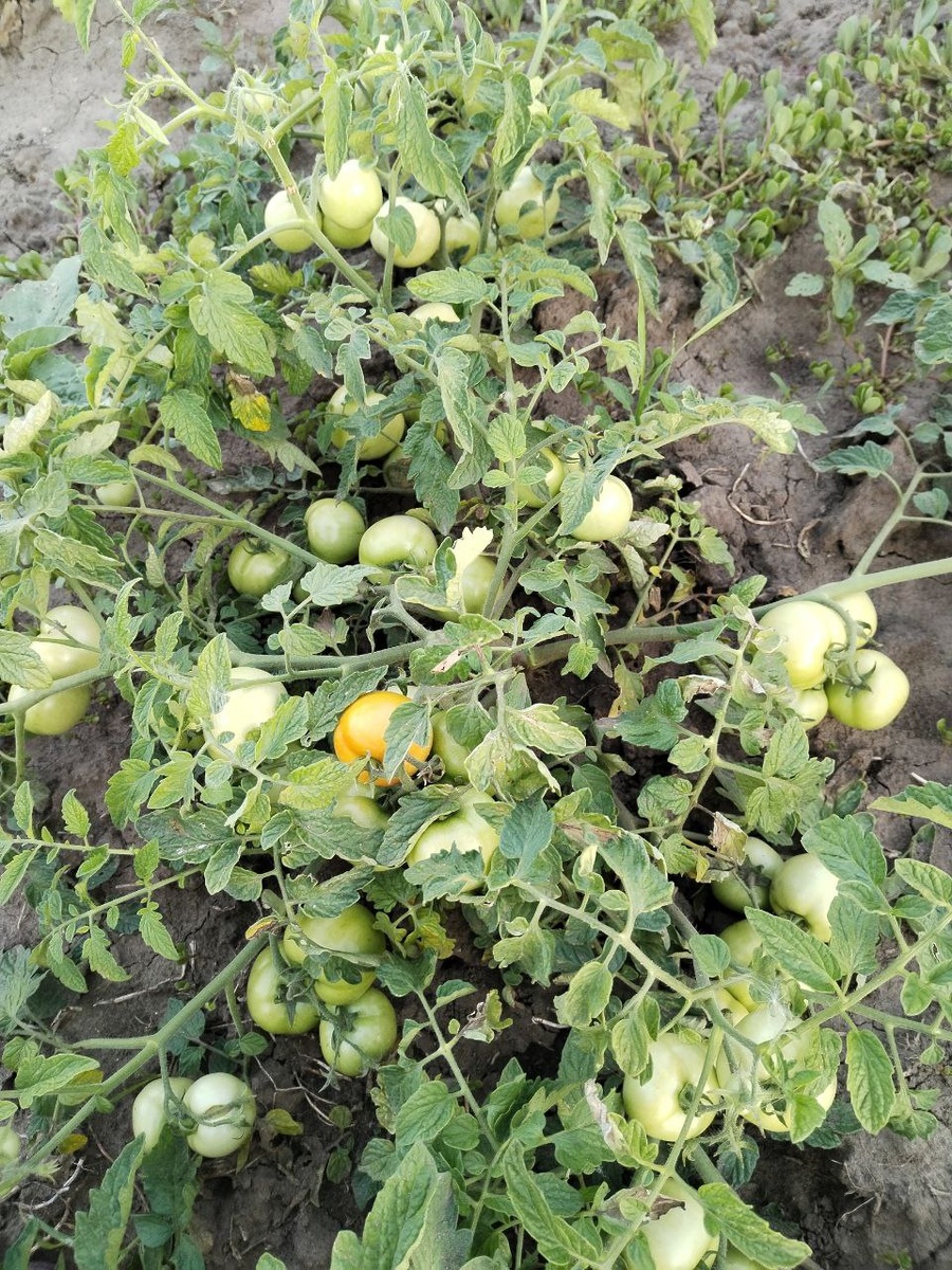 Урожайный засолочный