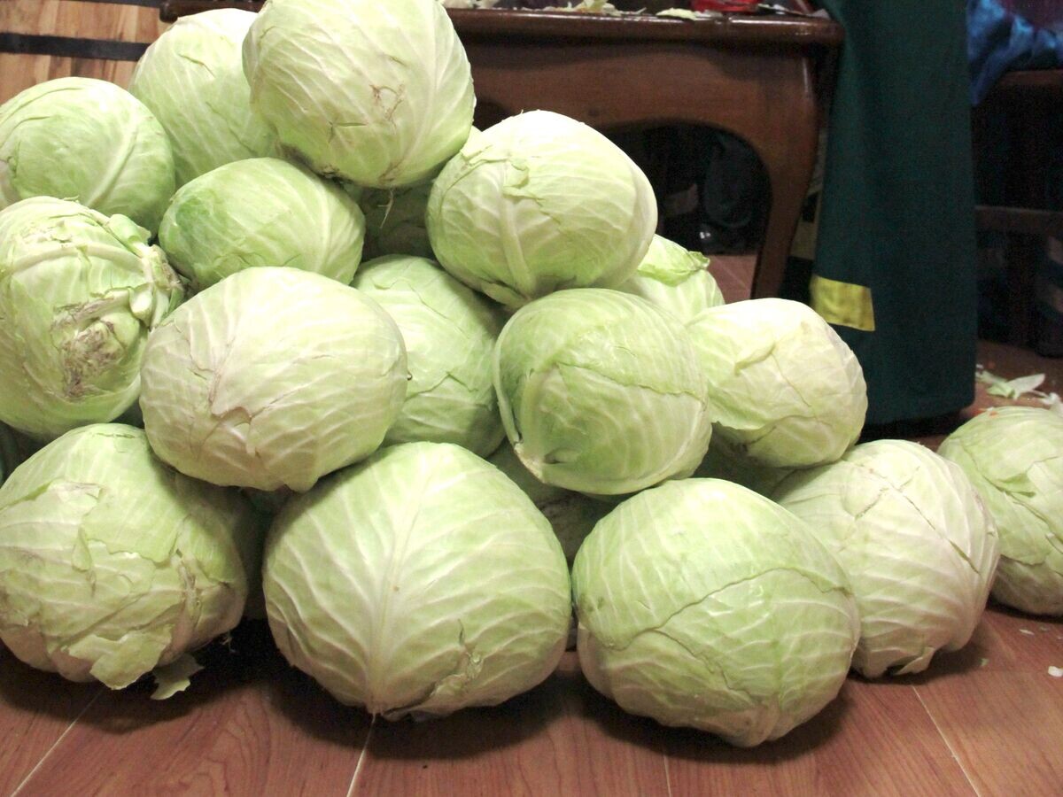    Праздник квашеной капусты© Фото : Алена Хлестунова