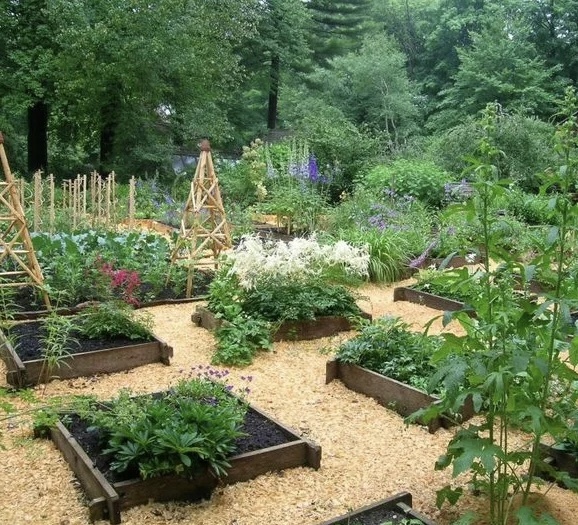 Дорожки в огороде, засыпанные опилками смотрятся аккуратно