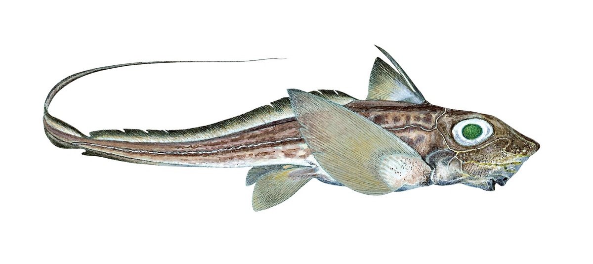 Химеры сегодня