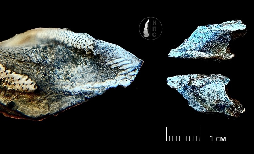 Химера из Келловейского яруса Курской области (Юрский период)