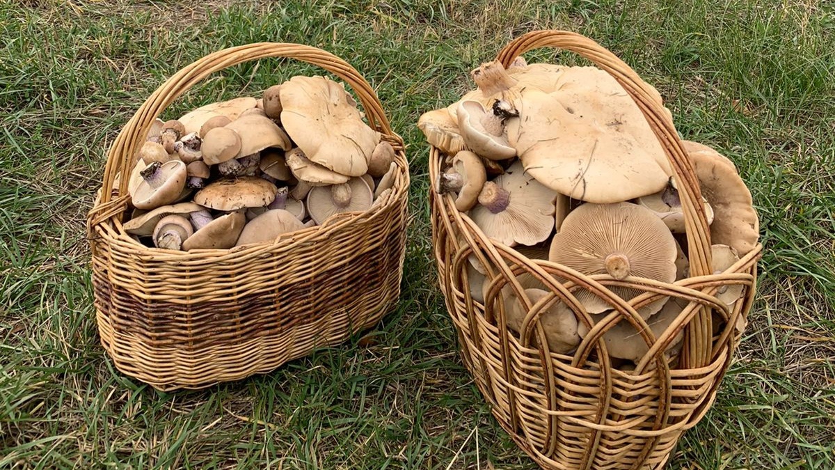 Сегодняшний урожай