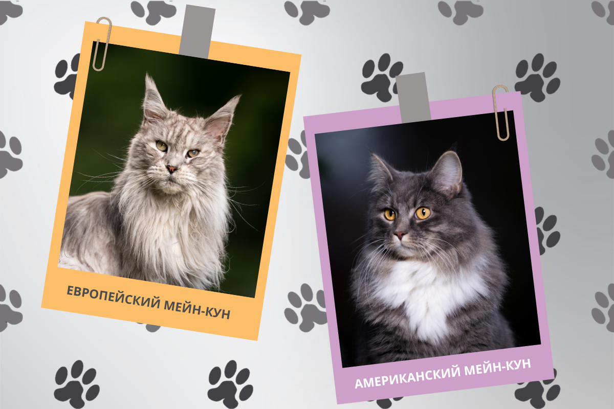 Мейн-кун: европейский тип и американский, отличия