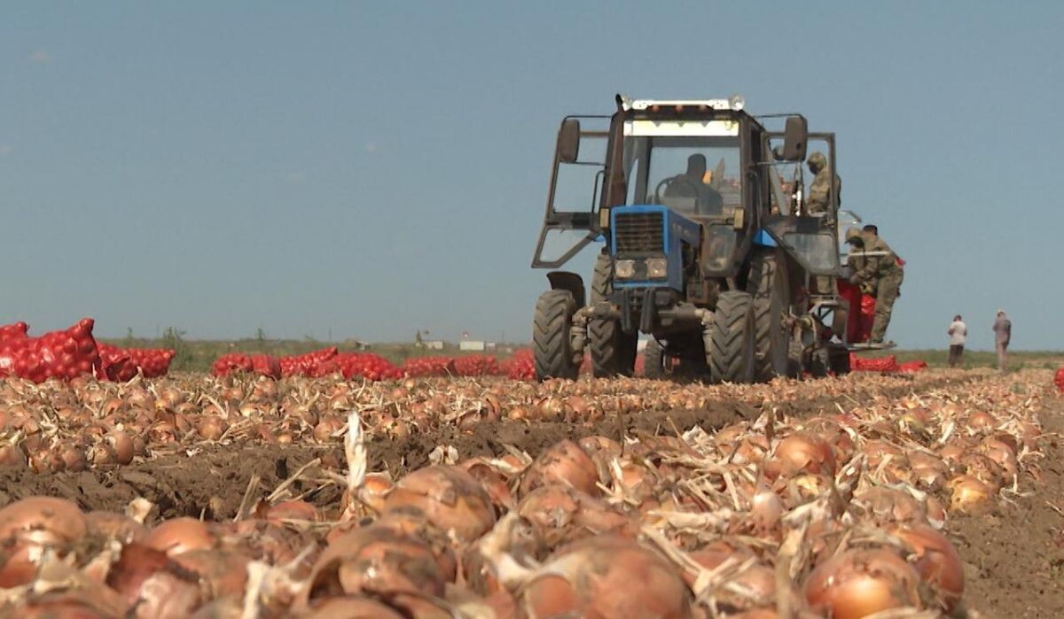     Сбор урожая. Источник: volgograd-trv.ru Автор фото: Скриншот видео