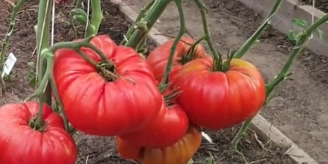 Три РАННЕСПЕЛЫХ ВКУСНЫХ КРУПНОПЛОДНЫХ СОРТА томата для открытого грунта, которые сажаю каждый год.