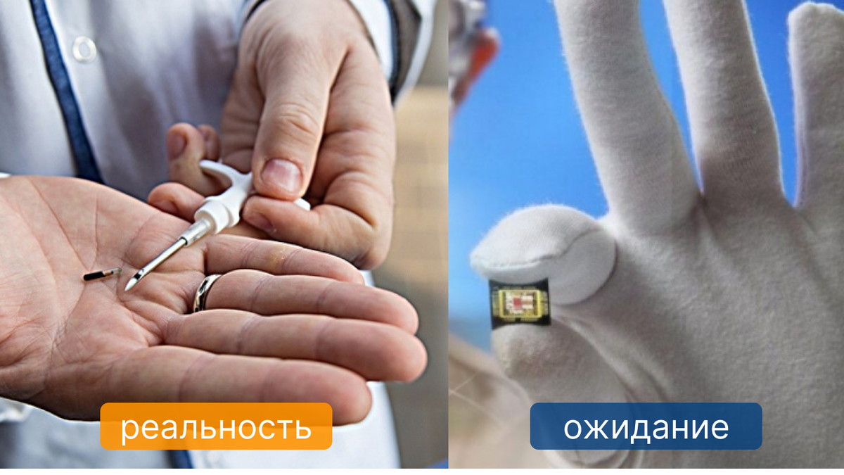 Размер микрочипа не превышает 12 мм и выглядит, как рисовое зернышко