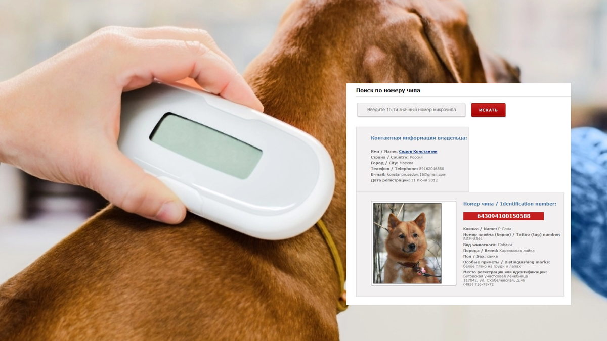 Идентификационный номер каждого чипа — индивидуальный. То есть двух разных питомцев зарегистрированных в базе данных под одним номером найти не получится