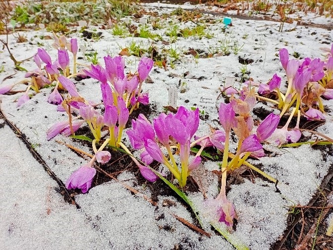    В Сургуте в ноябре распустились цветы