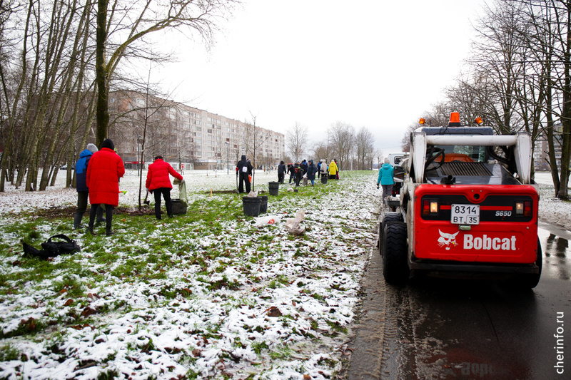    Деревья станут частью зеленого щита. Все липы укрепили растяжками, в приствольные круги засыпали мульчу для сохранности корней