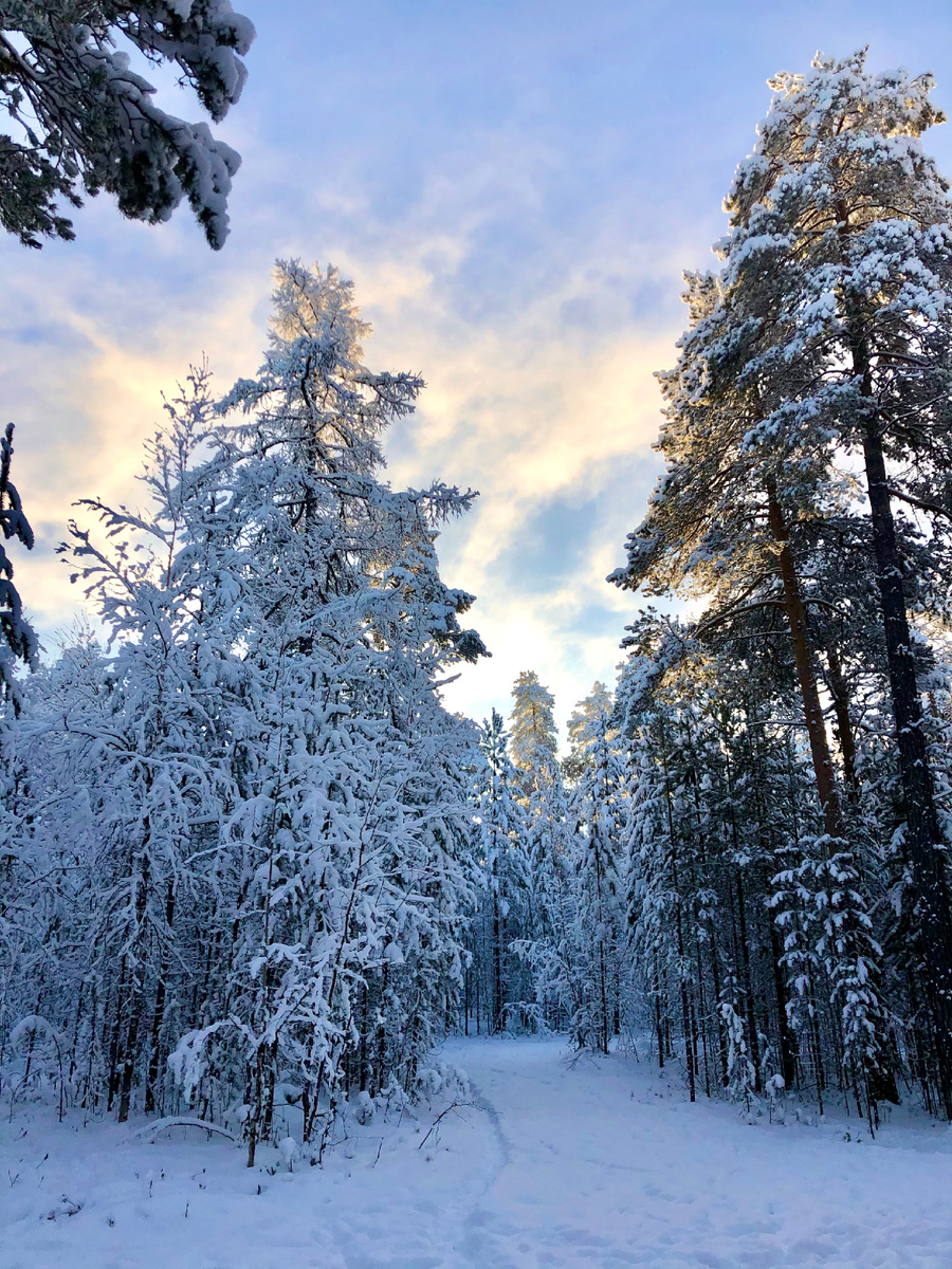 Зимний Ямальский лес.