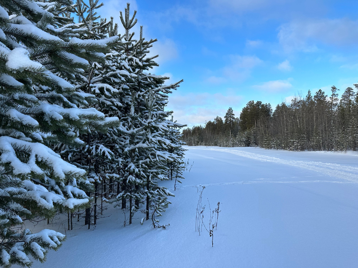 Лес на Ямале.