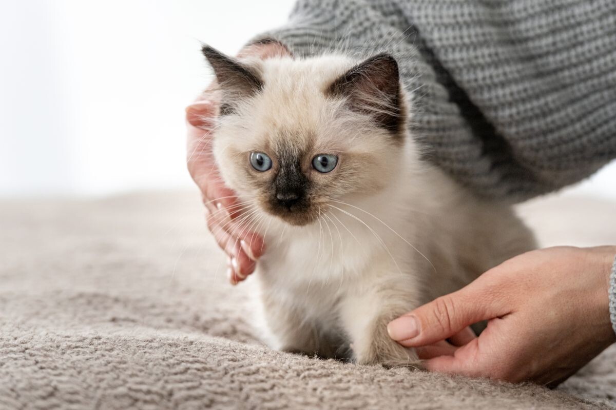 Как приучить котенка к имени