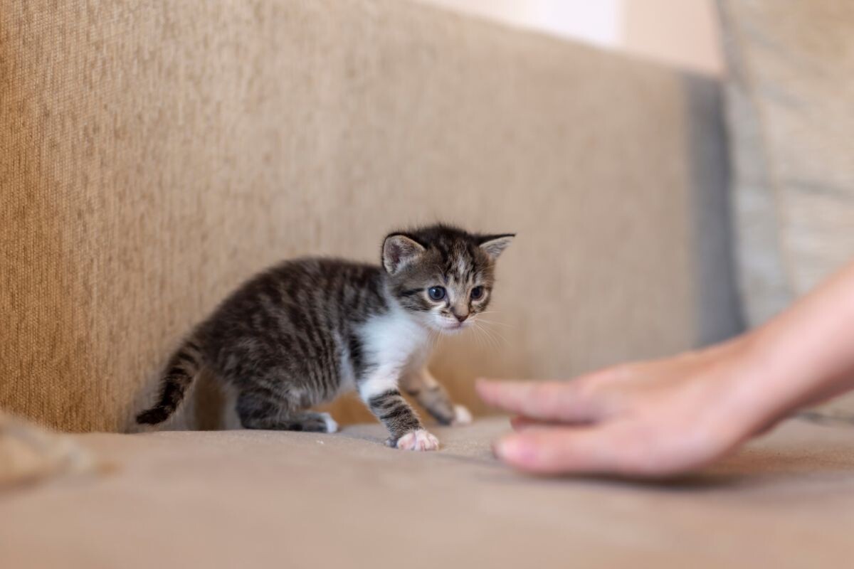 Как научить котёнка отзываться на имя
