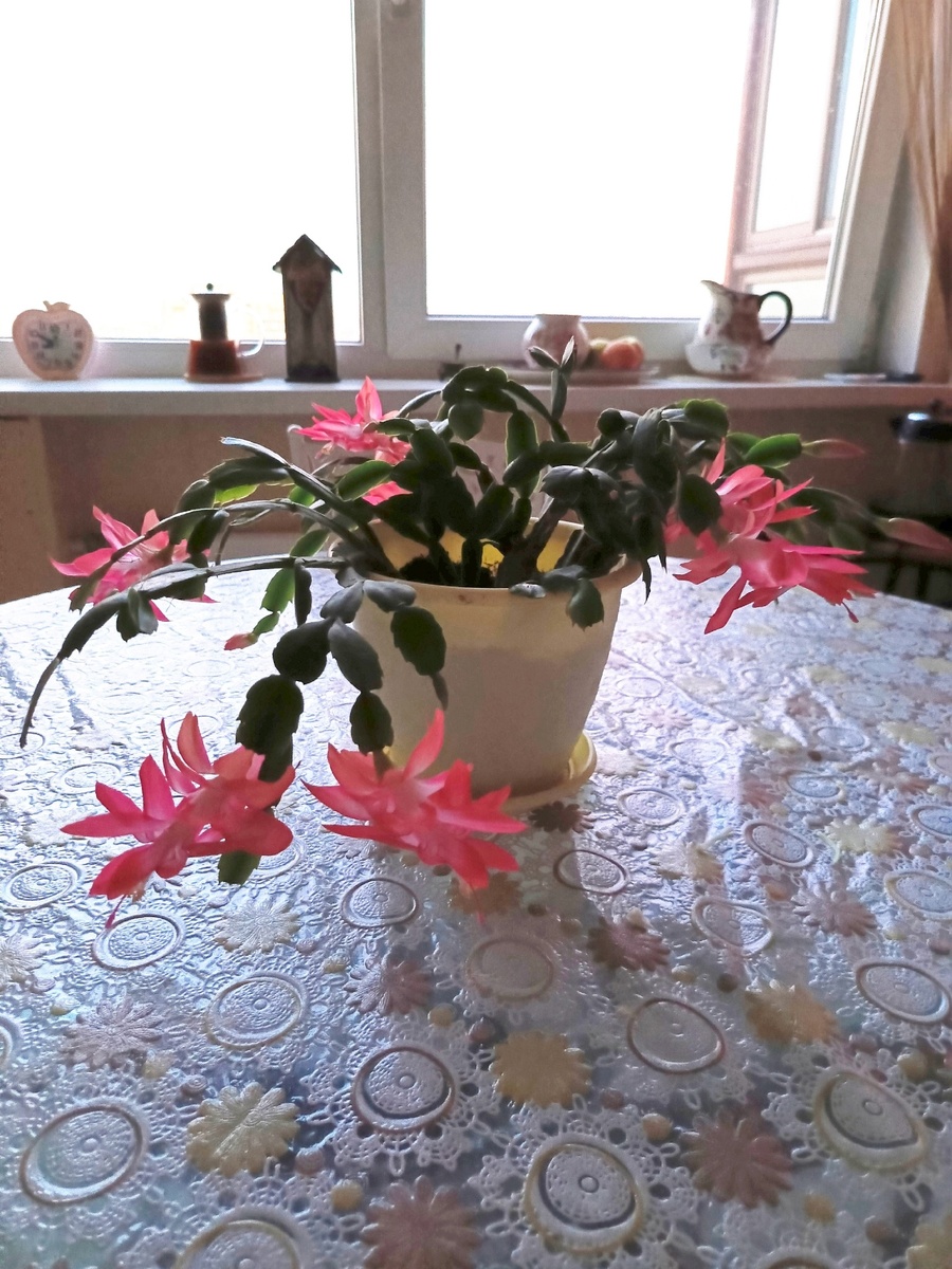 Декабрист незапланированно зацвёл в ноябре