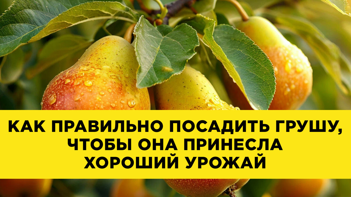 А вы любите груши,?