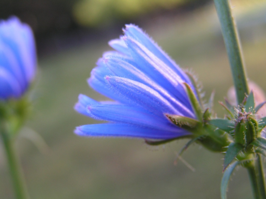  Цикорий обыкновенный