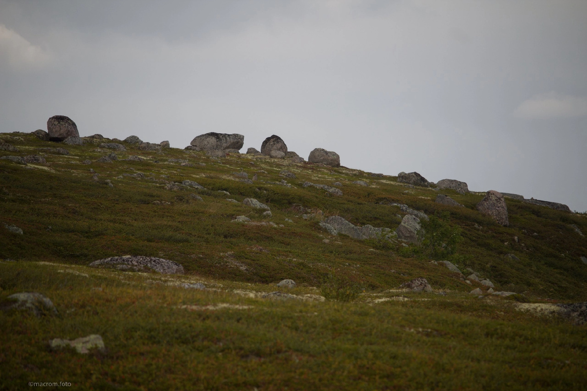 Хололные северные тундры