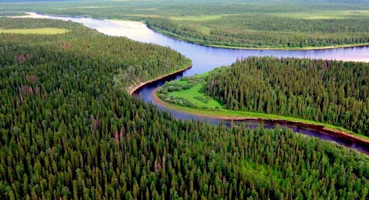 Из открытых источников. Девственные леса Коми.