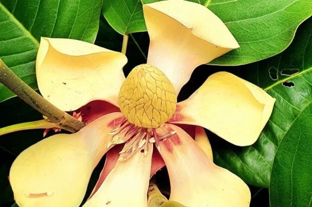    В Сочи третий раз за осень расцвела «деловая» магнолия