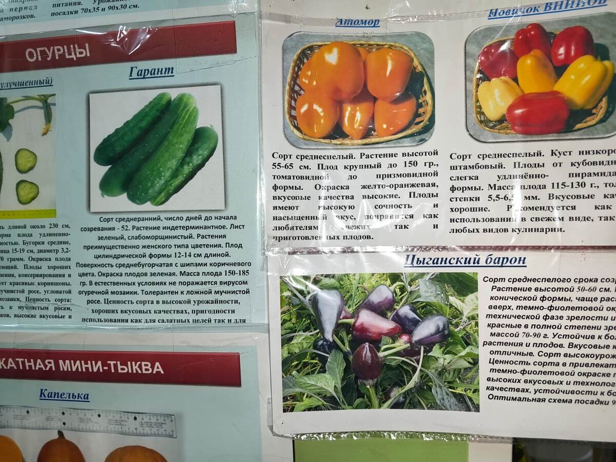 Астраханские семена в одном из специализированных магазинов. Фото Натальи Мироновой