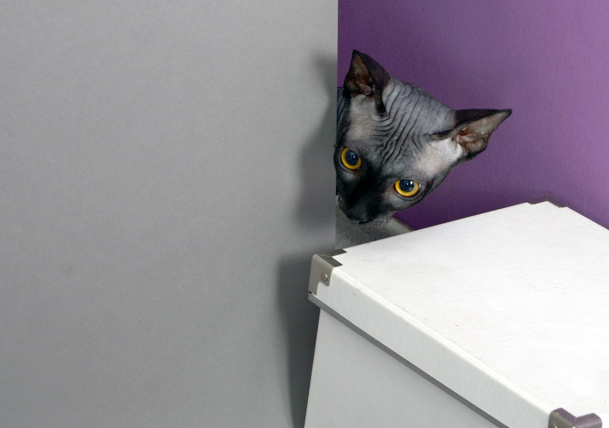 Кот Семён. О мифах он знает всё