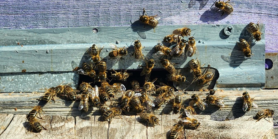 Как зимуют заповедные пчёлы