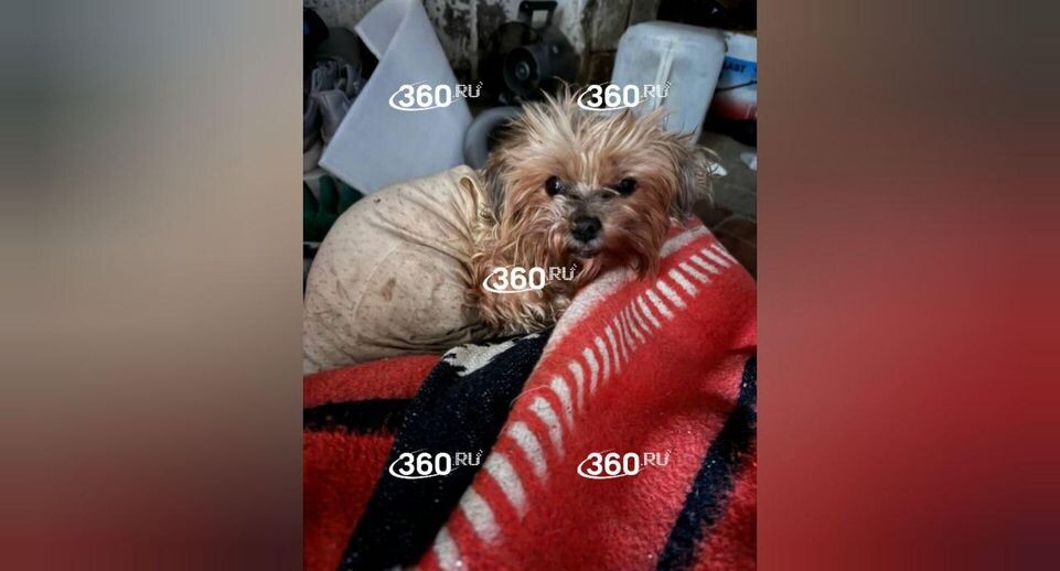    Телеканал «360»