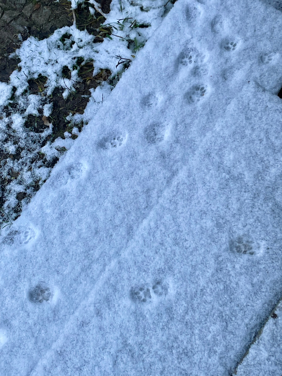 Рыжий наследил