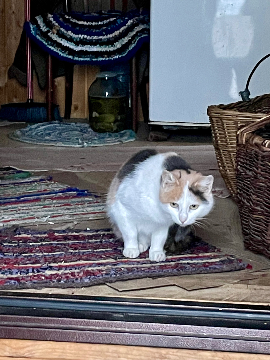 Настороженная Мурка